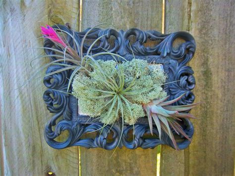 Air Plant Wall Art