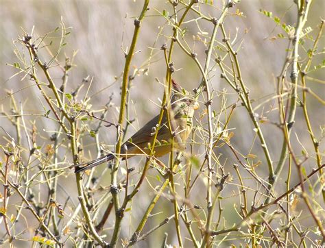 Tucson birds - The Urban Birder