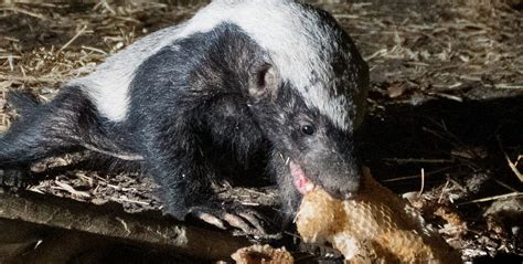 Intriguing symbiosis between greater honeyguides and honey badgers – the mythology and the facts