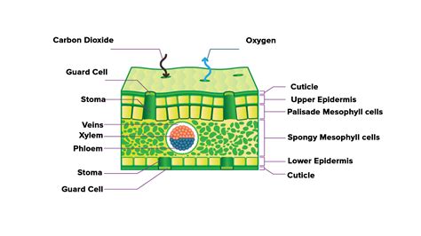 Cross Section Of Leaf Xylem And Phloem