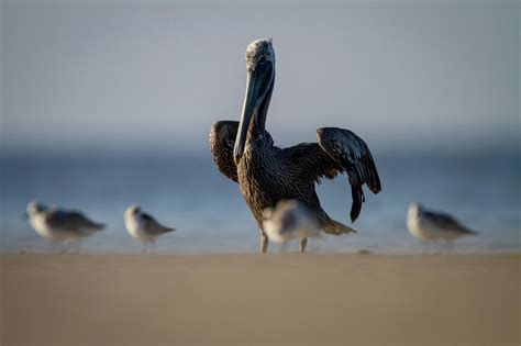 Kiawah Island’s Wildlife | Timbers Kiawah