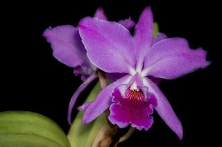 Cattleya Jenmanil Color... | Cattleya Jenmanil Color... | Flickr