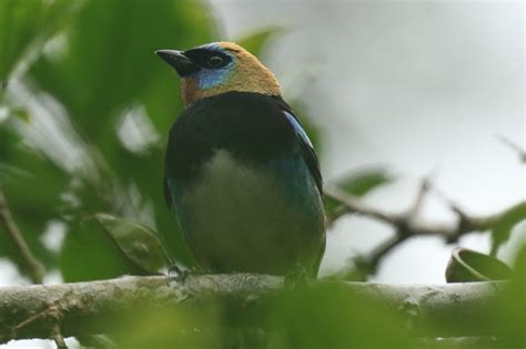 Golden-hooded Tanager | Great Bird Pics