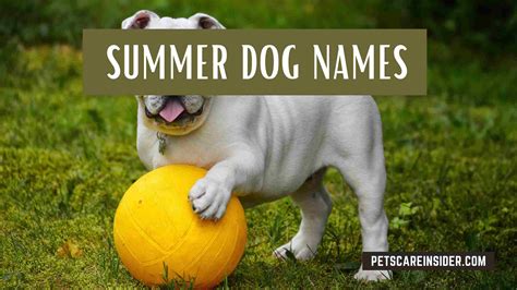 Summer Dog Names | Petscareinsider