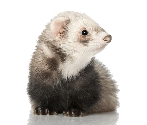 What Is A Ferret? (Definition and Myths)