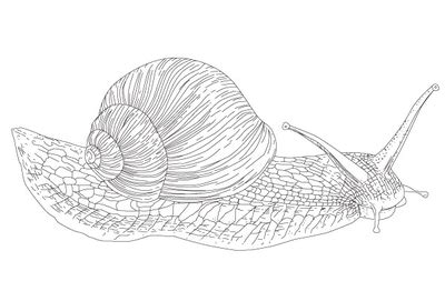 Vector Snail Free Vector Download | FreeImages