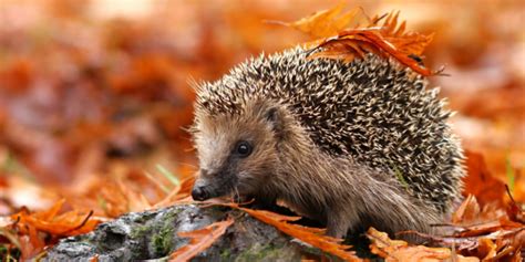 The European hedgehog is a small, round animal with short legs that raise it about 1 inch above ...