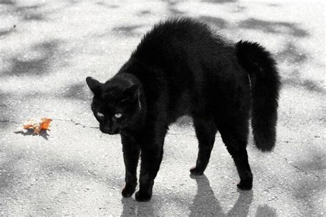 Fun Facts and Myths around Black Cats - Katzenworld