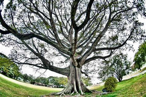 Stunning "Ceiba Tree" Artwork For Sale on Fine Art Prints