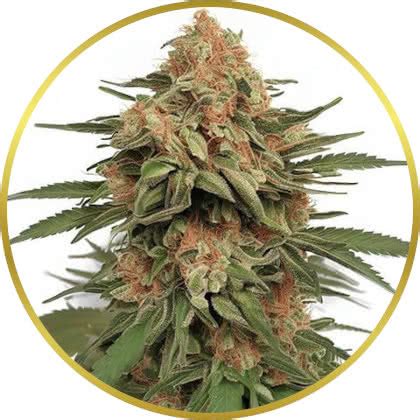 Buy LA Kush Cake Marijuana Seeds USA - Abundant Life Seeds