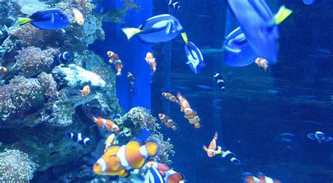 Aquarium of the Pacific Discount Tickets Best Price