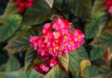 Are Begonias Poisonous? - ProGardenTips