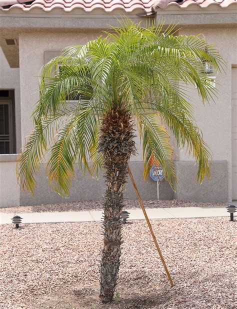 Palm – Pygmy Date | Elgin Nursery & Tree Farm: Phoenix, AZ