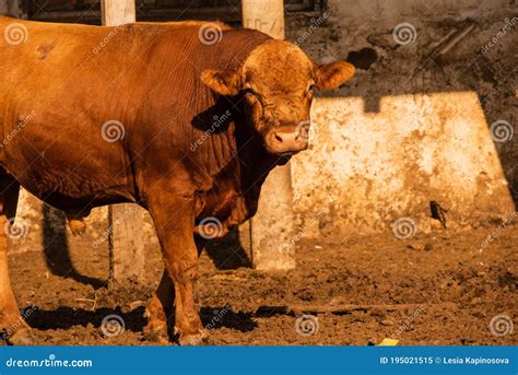 Limousine Bulls on a Farm. Limousine Bulls Spend Time on the Farm Stock Image - Image of calf ...