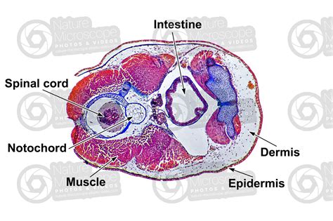 Salamandra salamandra. Salamander. Larva. Transverse section. 10X ...