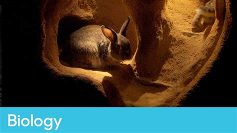 What does the inside of a rabbit burrow look like? | Biology – The Burrowers - YouTube