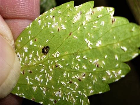 Some Key Armored Scales & Crawler Emergence — Plant & Pest Advisory