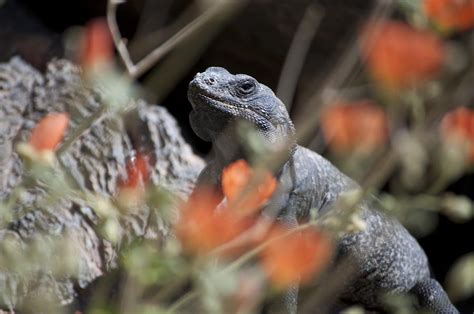 What is a Chuckwalla | Southwest Explorers