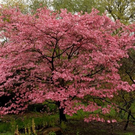 Red Flowering Dogwood | New Blooms Nursery