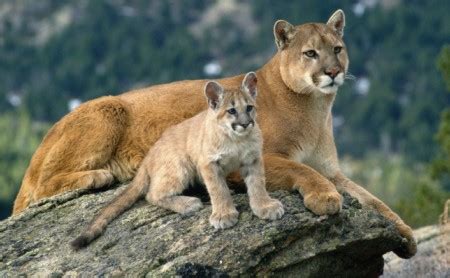 mountain lion and cub picture