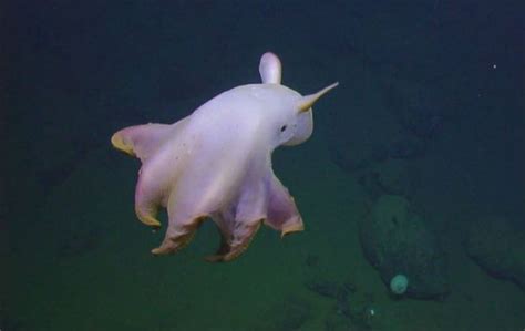 Adorable And Rare "Dumbo" Octopus Shows Off For The Camera