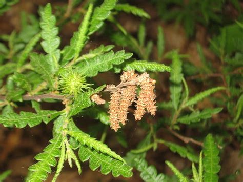 Comptonia peregrina (Sweet Fern) | North Carolina Extension Gardener Plant Toolbox