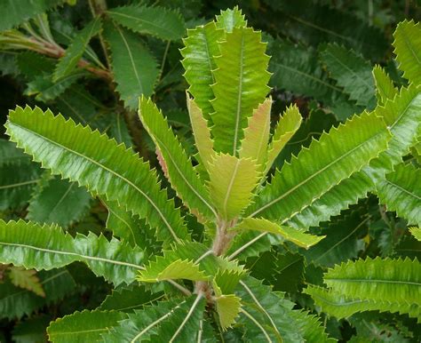 a green leafy tree with lots of leaves