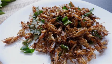 Eco-friendly and protein-rich: Why crickets are the next food craze | Newshub