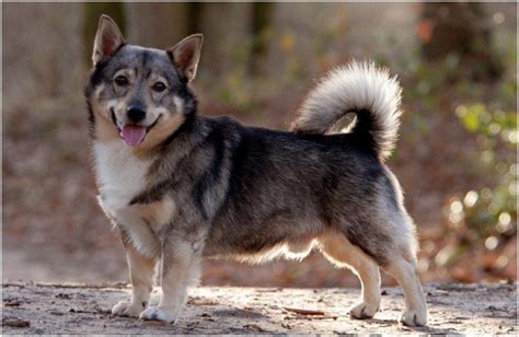 swedish vallhund - Google zoeken | Swedish vallhund, Beautiful dogs, Happy dogs