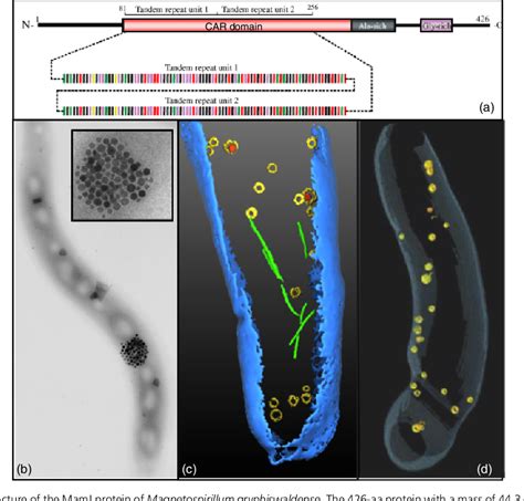 Figure 3 from Genetics and cell biology of magnetosome formation in ...