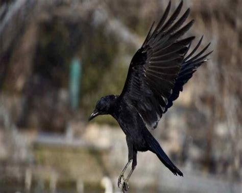 11 Remarkable Facts and FAQs about Crows Flying