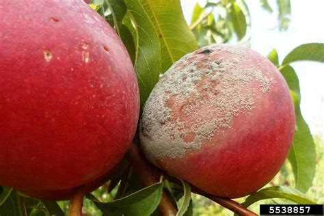 gray mold (Botrytis cinerea ) on nectarine (Prunus persica var. nucipersica) - 5538857