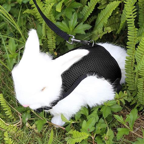 7 of the Best Rabbit Harness and Leash