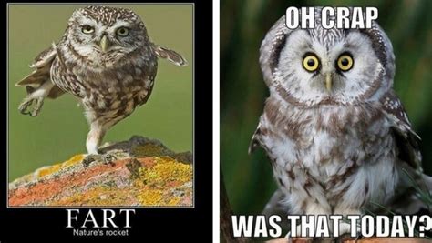 29 Funny Owl Memes That Are So Funny They're Actually a Hoot