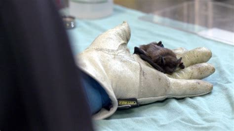 Hunting for bats: How these animals could help find a way out of the pandemic