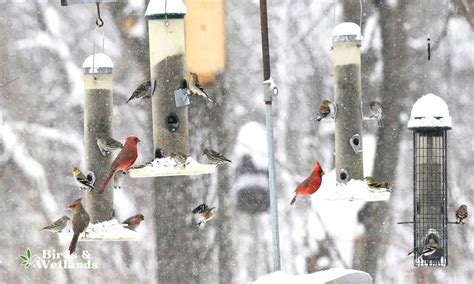 Should You Feed Birds In Winter? - Birds & Wetlands