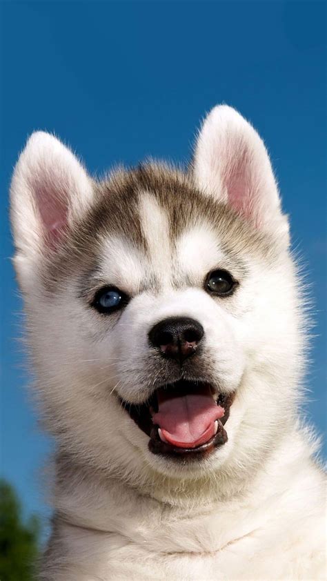 Husky iPhone Wallpapers - Top Free Husky iPhone Backgrounds - WallpaperAccess