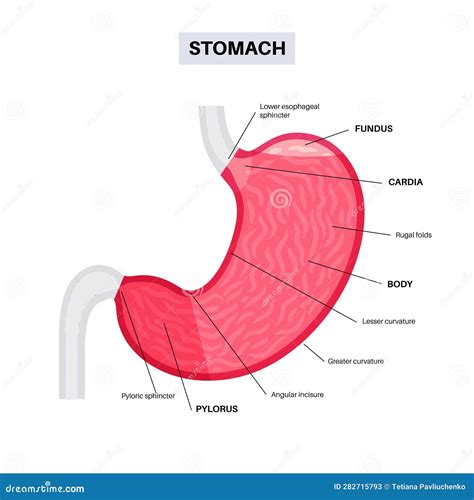 Stomach Sections Diagram Cartoon Vector | CartoonDealer.com #282715793