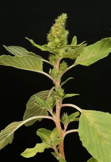 Redroot Pigweed // Mizzou WeedID