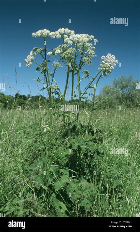 HOGWEED Heracleum sphondylium (Apiaceae Stock Photo - Alamy