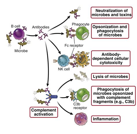 13. Effector functions of antibodies – greek.doctor