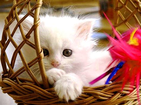 Cute Baby Cats Wallpapers - Wallpaper Cave