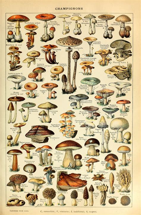 Cottagecore Mushroom Poster - Etsy