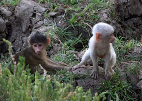 White Wolf : White baby baboon found in Zambia (Photos)