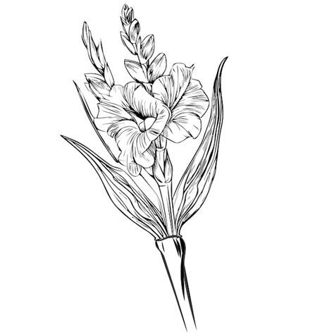 Premium Vector | August birth flower tattoo designs gladiolus august ...