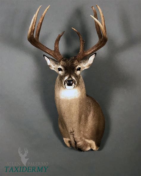 Cool Deer Mounts