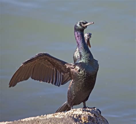 Pictures and information on Pelagic Cormorant