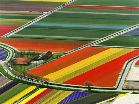 Aerial view of tulip flower fields in Amsterdam, Holland photo on Sunsurfer