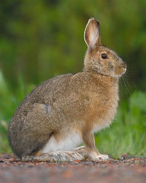 The snowshoe hare changes color from brown to snow white in winter. That way it blends in with ...