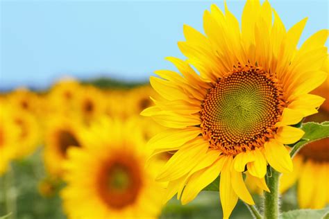 Sunflower Plant Care & Growing Tips | Horticulture.co.uk